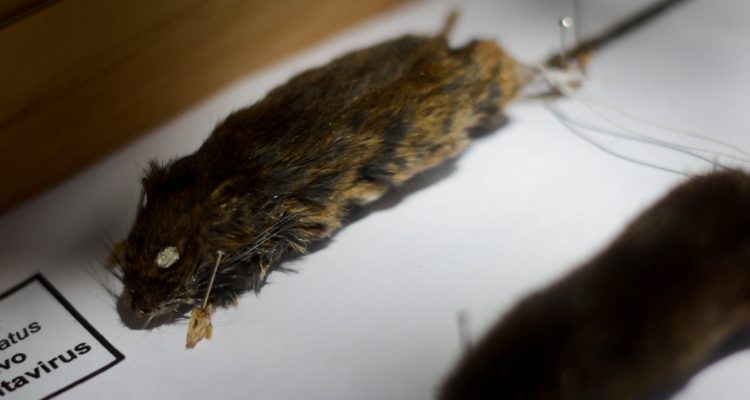 Pablo Rojas | Agencia UNO