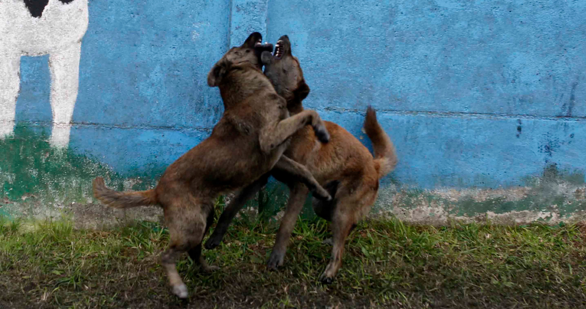Mujer muere tras ser atacada por jauría de perros en Valparaíso.