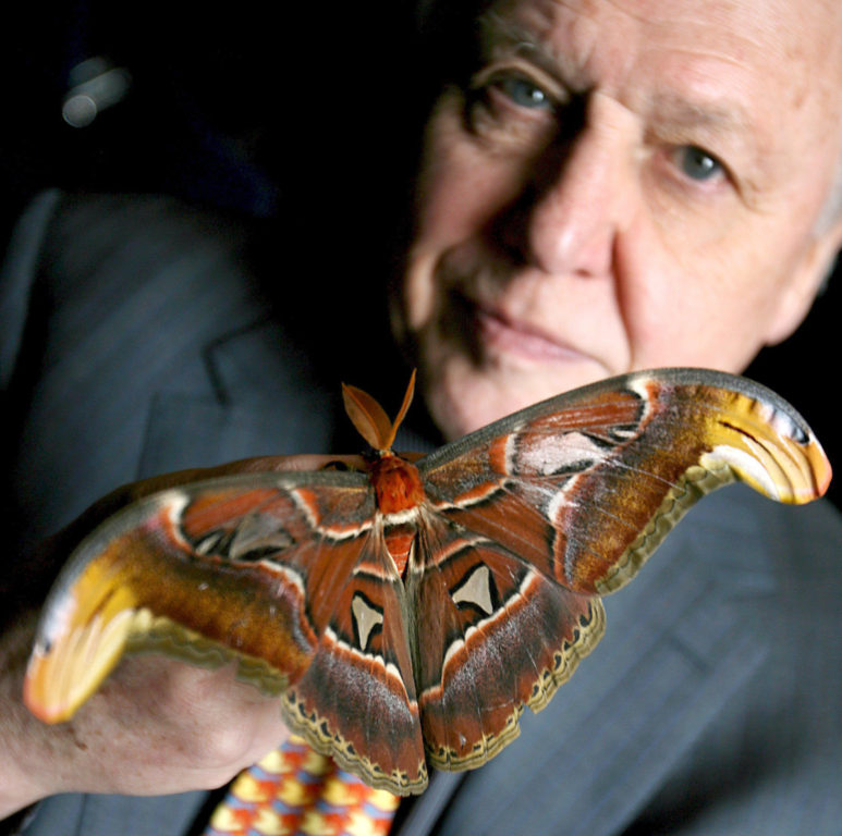 David Attenborough, naturalista británico ha ayudado a disminuir desaparición de Attacus Atlas en Reino Unido.
