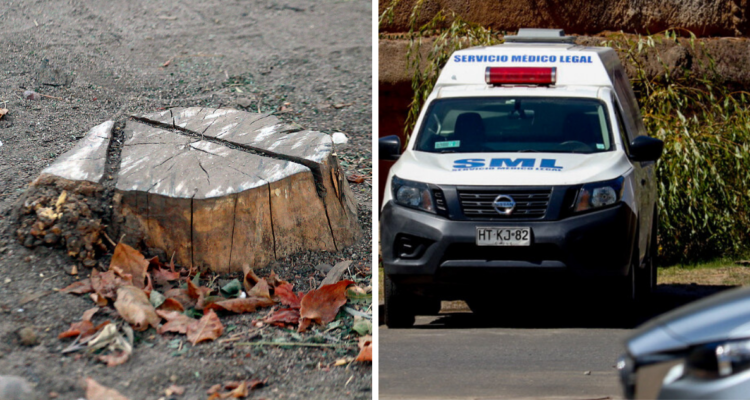 Muere hombre a causa de accidente por tala de árboles en Los Lagos