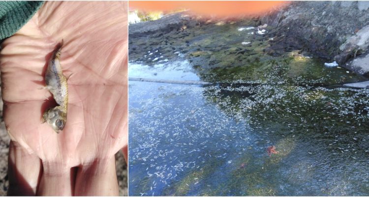 Muerte de peces en laguna de Los Ángeles