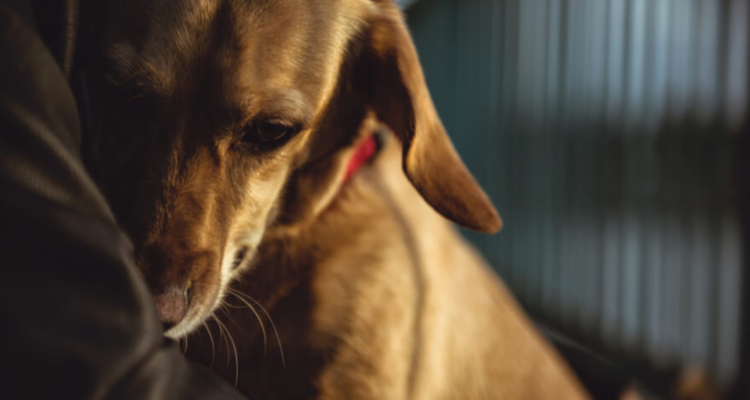 Perrito muere durante año nuevo