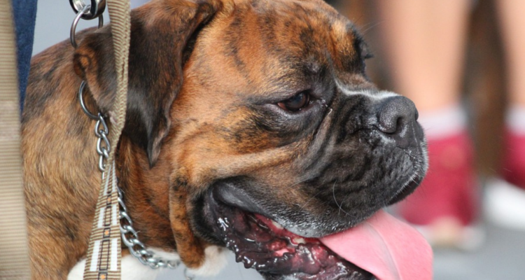 Perro de raza boxer