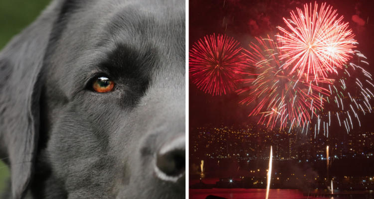 Perro descontrolado por fuegos artificiales mordió en el rostro a niño en Viña del Mar.