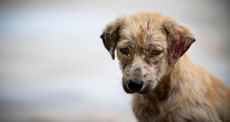 Maltrato animal en México