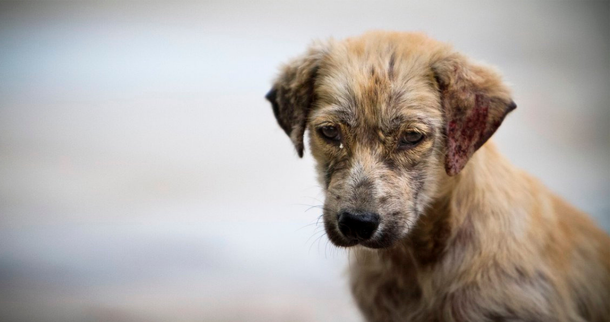 Maltrato animal en México