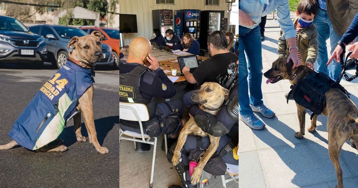 Perro patrullero de Providencia