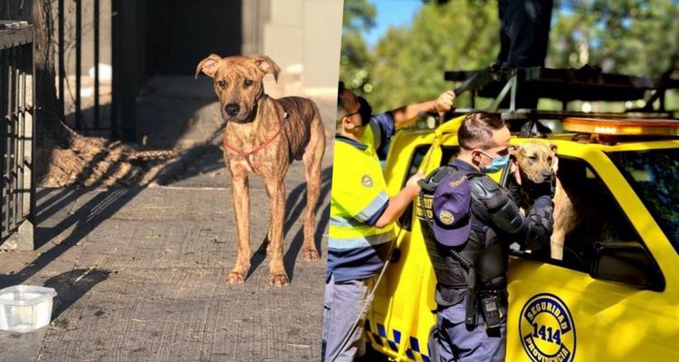 Perro patrullero de Providencia