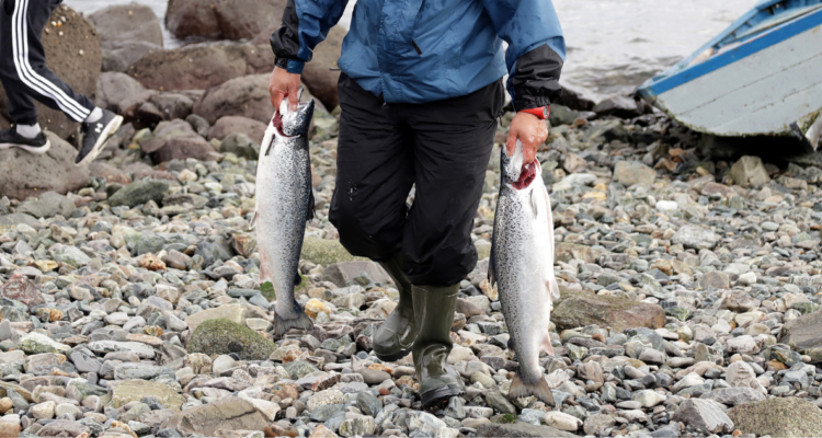 Más de 530 kilos de salmón fueron incautados en La Araucanía durante 2021.