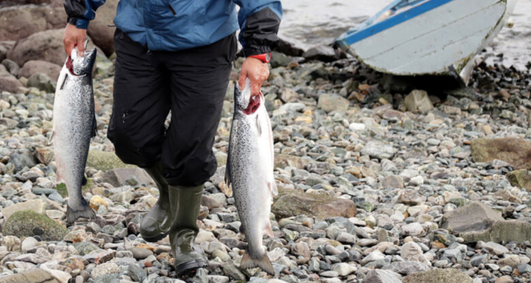 Preocupación por posible pérdida de empleos genera proyecto de ley que restringe cultivo de salmones