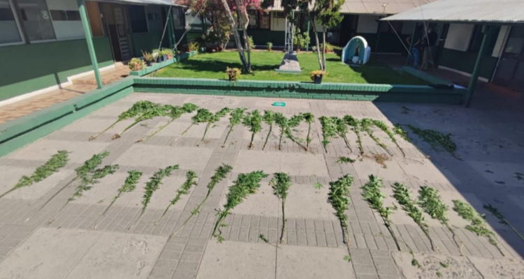 Plantas de marihuana incautadas en La Florida