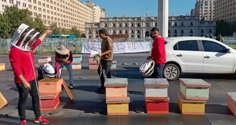 Apicultores protestan en el exterior de La Moneda: instalaron colmenas en la Alameda
