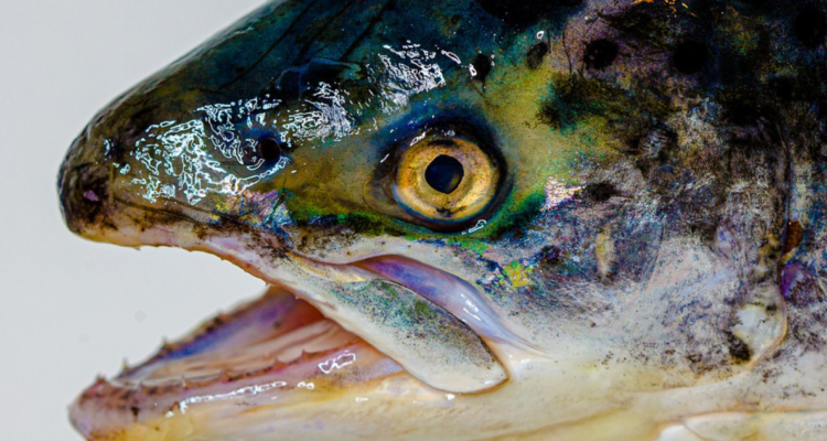 Proyecto prohíbe funcionamiento de salmoneras en zonas protegidas.