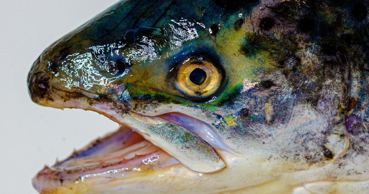 Proyecto prohíbe funcionamiento de salmoneras en zonas protegidas.