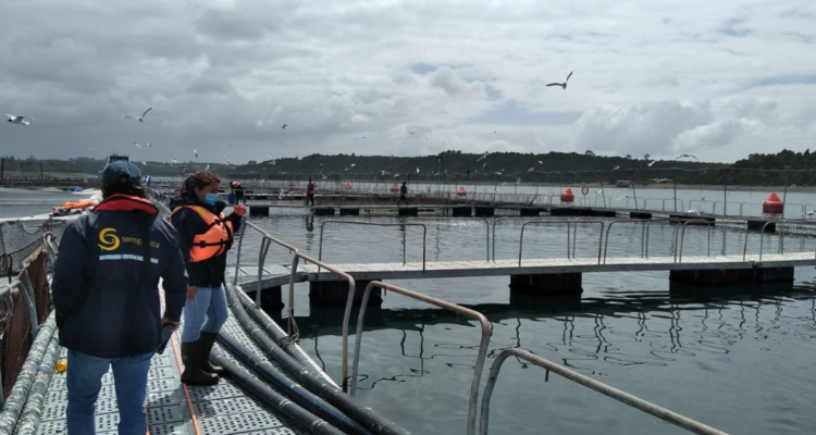 Confirman escape de peces en Calbuco