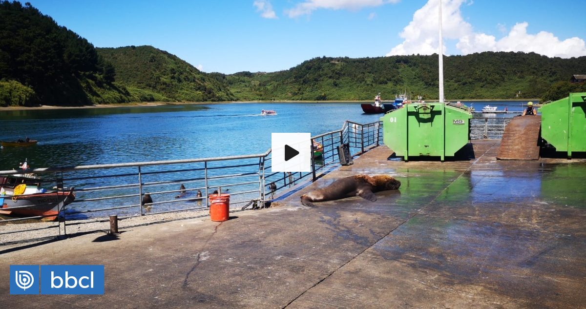 Lobo marino muerde a trabajador en Mercado de Angelmó