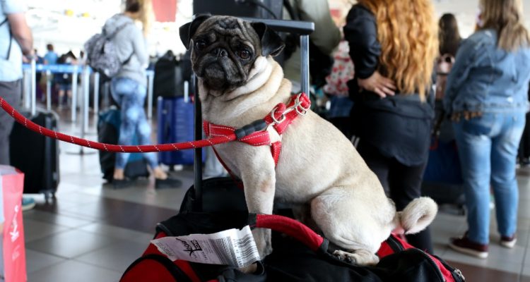 Por aumento de viajes aéreos con mascotas: Gobierno remarca protocolos y entrega recomendaciones