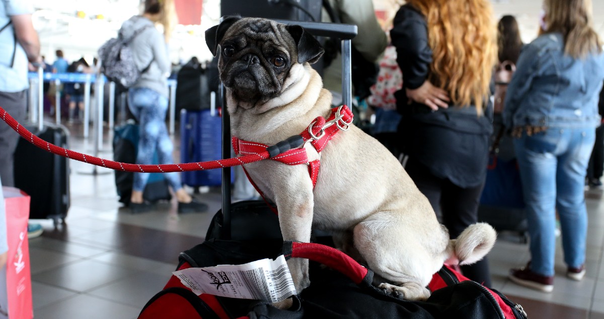 Por aumento de viajes aéreos con mascotas: Gobierno remarca protocolos y entrega recomendaciones