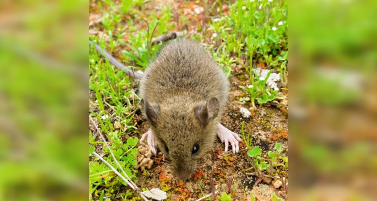 Hombre muere por virus hanta en Ñuble