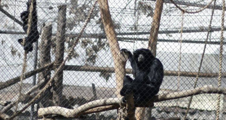 Zoológico de Quilpué reabre sus puertas en vías de convertirse en santuario animal