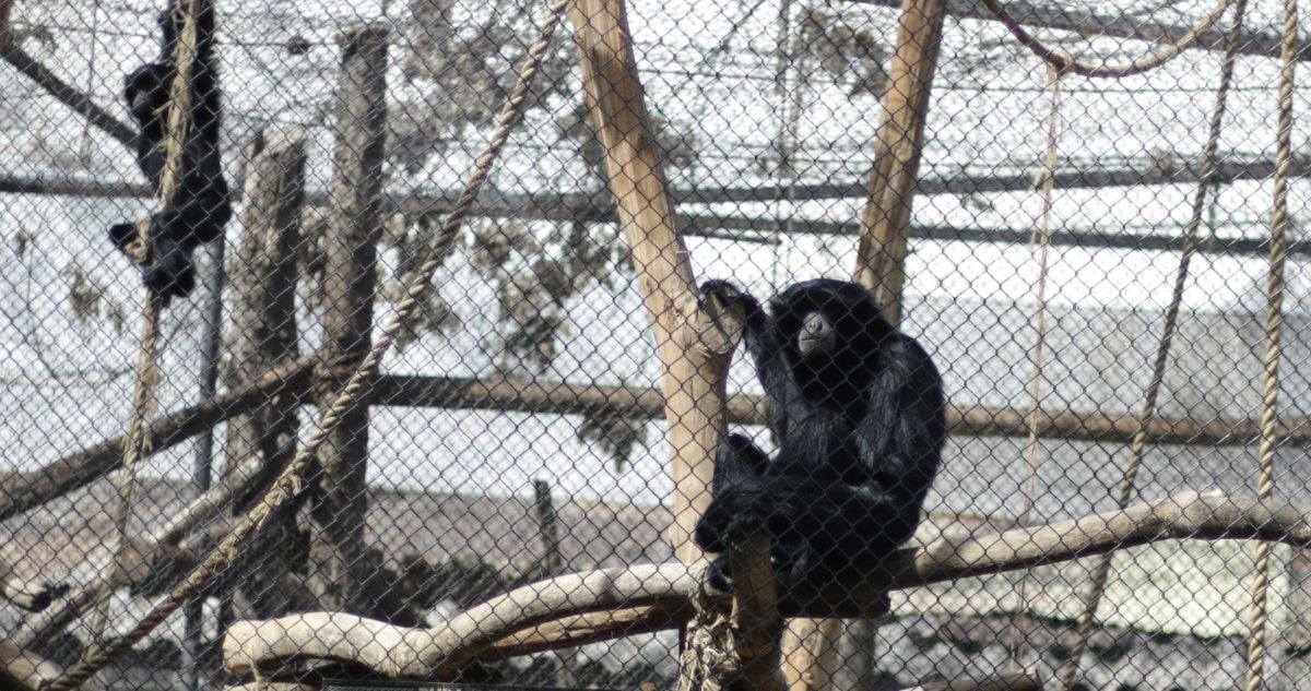 Zoológico de Quilpué reabre sus puertas en vías de convertirse en santuario animal
