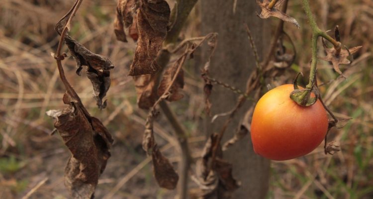 Foto contexto cultivos fallidos en Cuerno de África