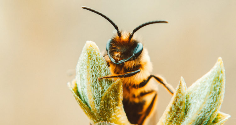 Una abeja posa sobre un capullo de flor. Las abejas son parte de los insectos encargados de la polinización.