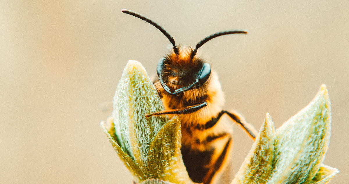Una abeja posa sobre un capullo de flor. Las abejas son parte de los insectos encargados de la polinización.