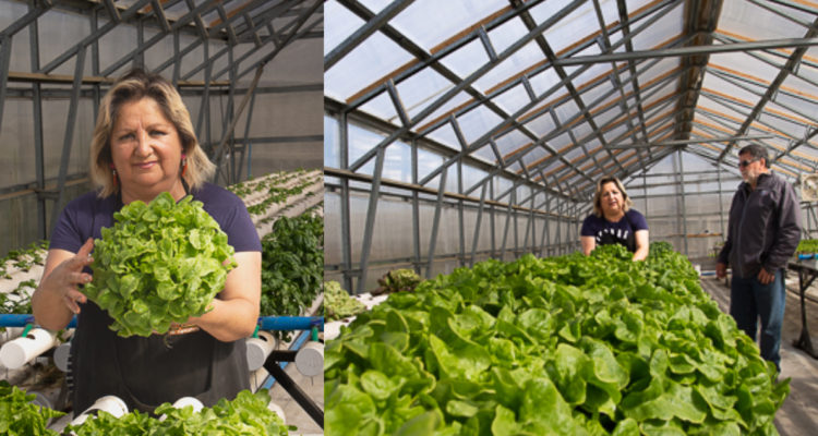 Agricultores magallánicos optan por hidroponía