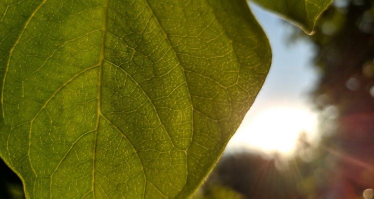 algoritmo de sostenibilidad