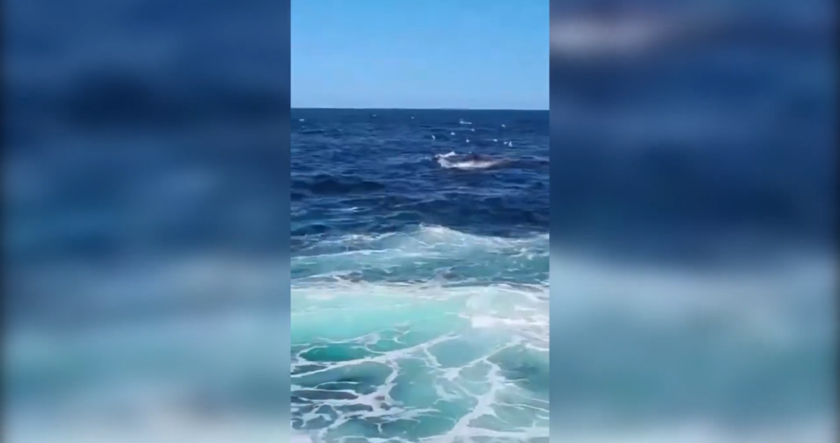 Tiburón blanco devoró a nadador en playa Little Bay, Sídney (Este de Australia)