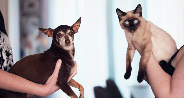 Tener una mascota tiene beneficios