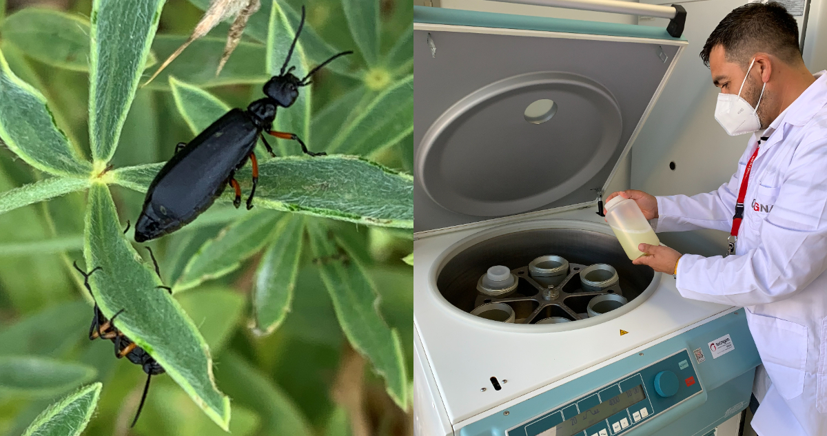 biopesticida
