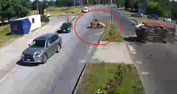 Video capta colisión que deja caballos heridos en Villarrica.