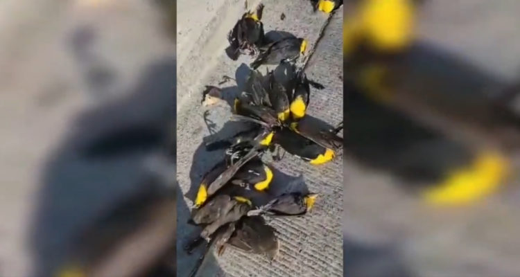 Cientos de aves se desploman contra el suelo en ciudad de México fue captado en video