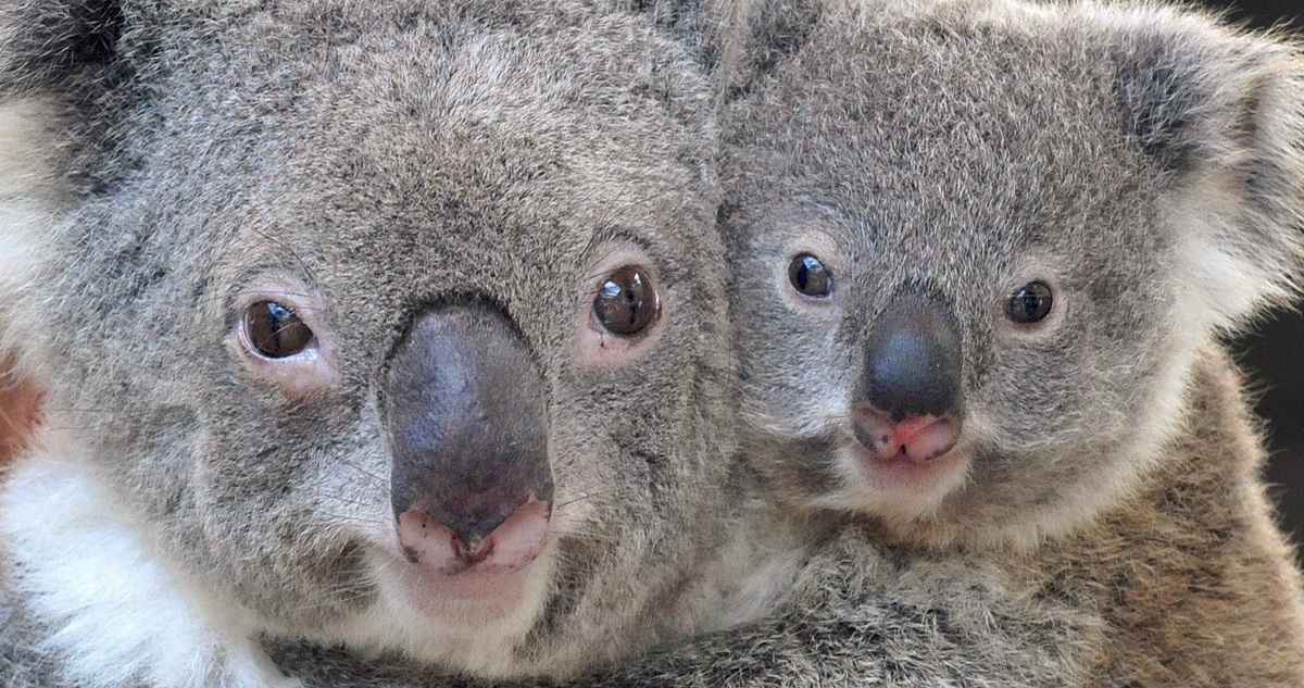 Koalas del este de Australia a lista de especies en peligro