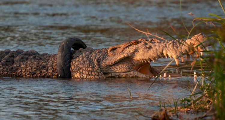 Cocodrilo con neumático atascado en Indonesia