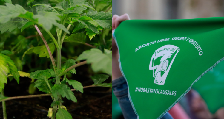 cannabis-marihuana-aborto