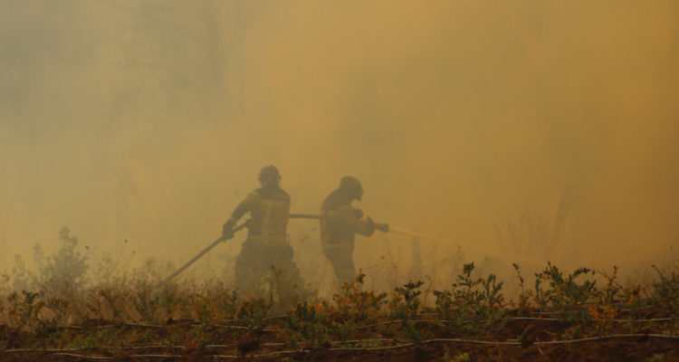 Cuatro casas destruidas y más de 800 hectáreas afectadas dejaron incendios forestales en Ñuble