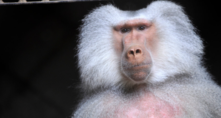 Déficit en ingresos del zoo de Quilpué preocupa al municipio