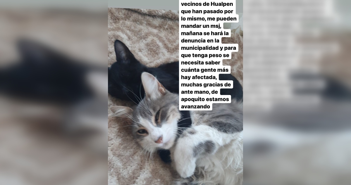 Denuncia por muerte de gatos en Hualpén