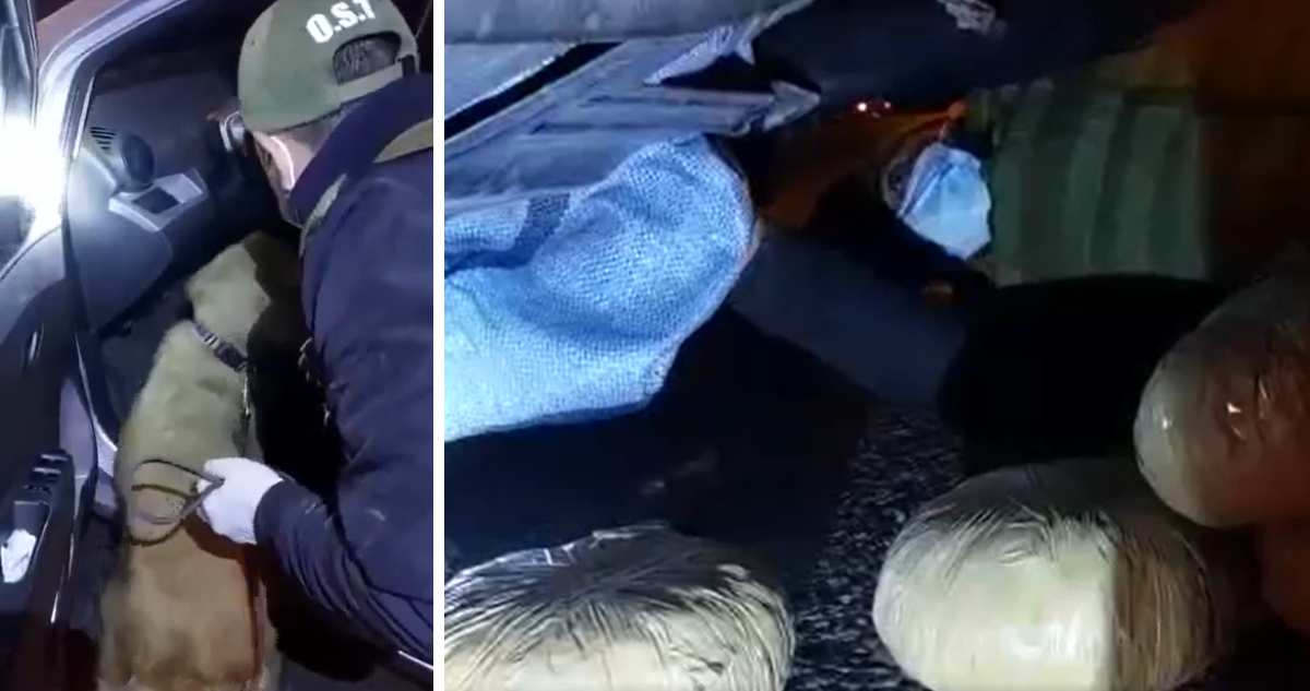 Perro policial detecta 11 kilos de droga.