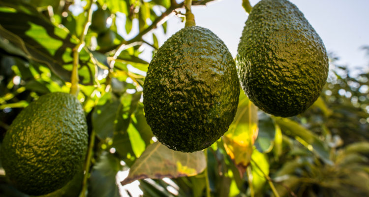 Estudio asegura que industria de la palta hace uso “eficiente y adecuado” del agua
