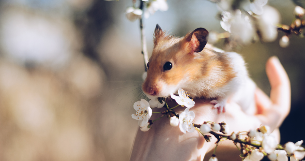 hamsters-covid