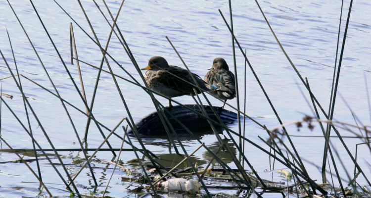 Humedales en Puerto Montt.