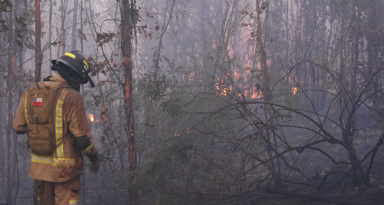 incendio forestal en región de ñuble