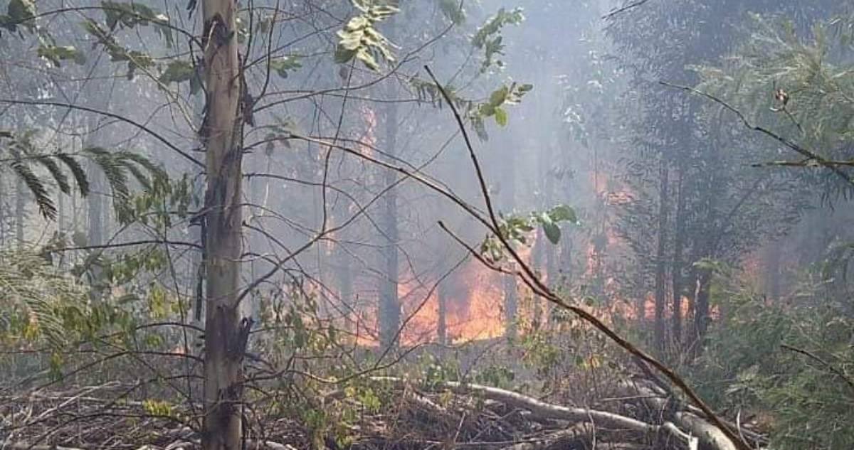 incendio en collipulli