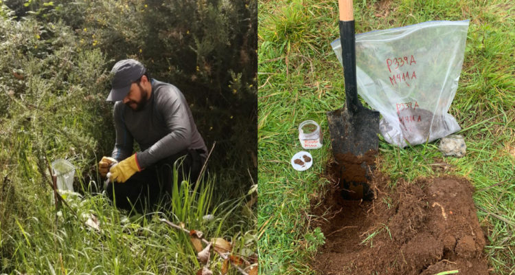Estudio de sueños de macrozona sur