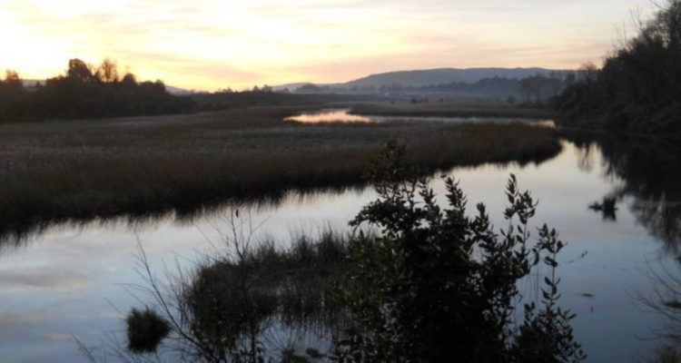 Inmobiliaria pide dejar sin efecto declaración de urbano al humedal Los Pelúes de Valdivia