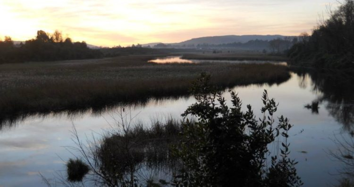 Inmobiliaria pide dejar sin efecto declaración de urbano al humedal Los Pelúes de Valdivia